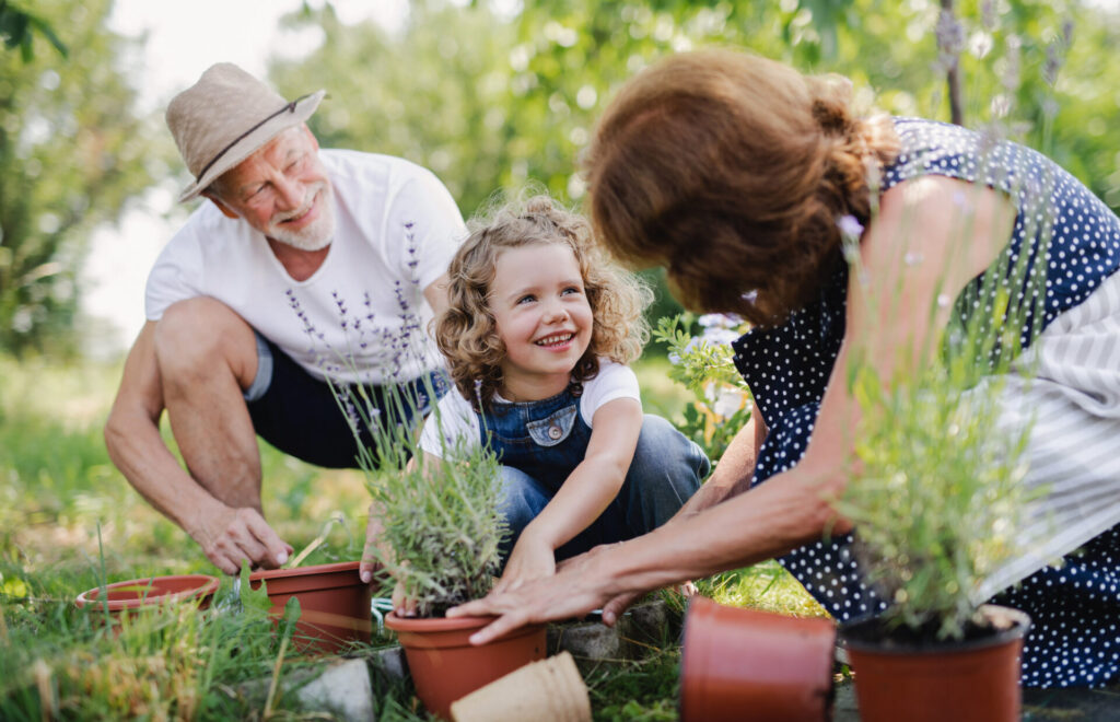Senior grandparents and granddaughter gardening in the backyard garden.